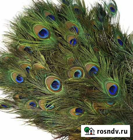 Перья павлина Краснодар - изображение 1