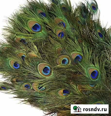 Перья павлина Краснодар - изображение 1
