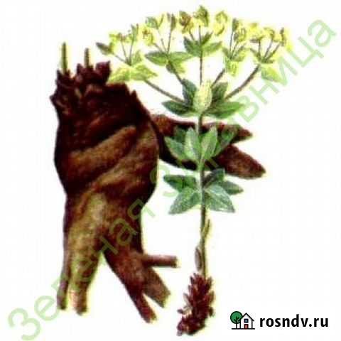 Мужик- корень (Молочай палласа) Динская - изображение 1
