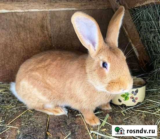 Кролики породы бсс, Бургунский и Паннон Думиничи - изображение 1