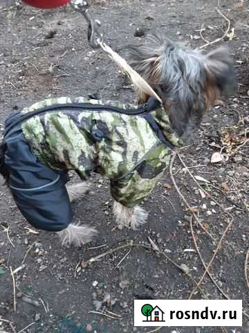 Комбинезон для собаки б/у Липецк - изображение 1