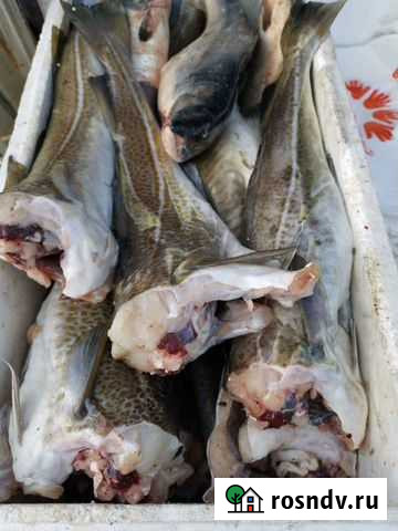 Треска Мурманск - изображение 1