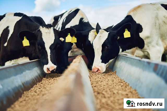 Комбикорм для высокоудойных Коров Тбилисская - изображение 1