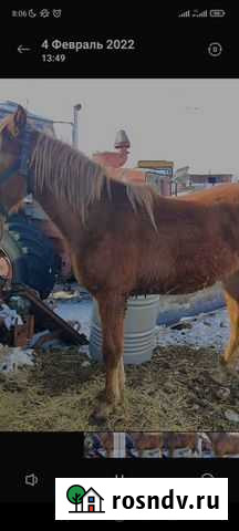 Кобыла Варна - изображение 1