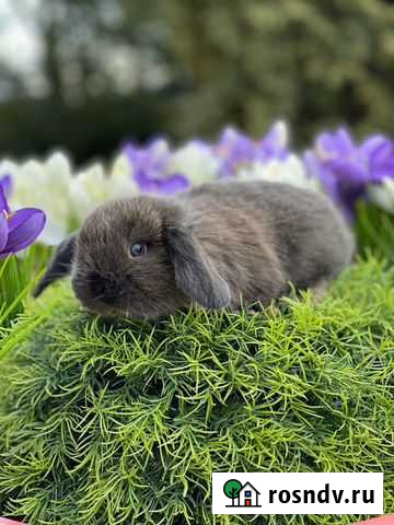 Много-много Карликовых крольчат Москва - изображение 1