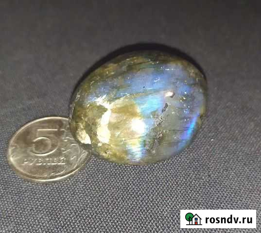 Лабрадор Владимир - изображение 1