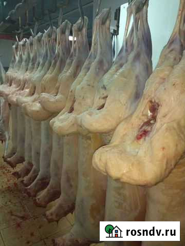 Баранина,ягнята курдючные Калуга - изображение 1