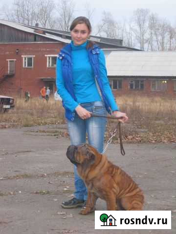 Дрессировка собак Усолье-Сибирское - изображение 1