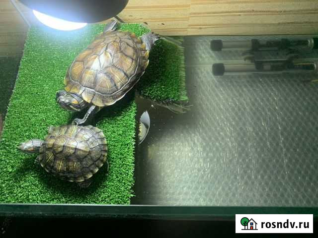 Красноухая черепаха бесплатно Санкт-Петербург - изображение 1