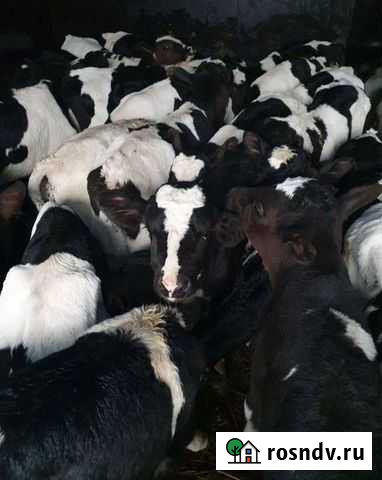 Телята бычки Махалино - изображение 1