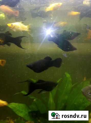 Рыбки Моллинезии (самцы) Новосибирск - изображение 1
