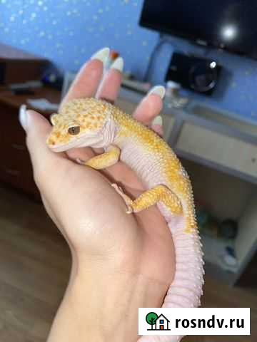 Самцы эублефаров Бронницы - изображение 1