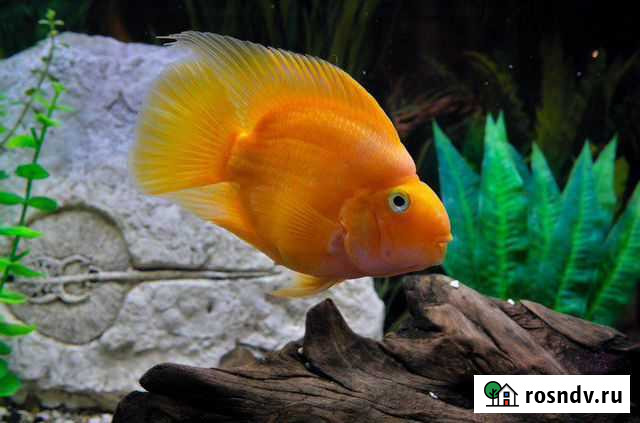 Рыба попугай.5 шт. Аквариум Челябинск - изображение 1