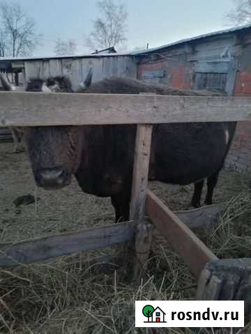 Корова на мясо Свободный - изображение 1