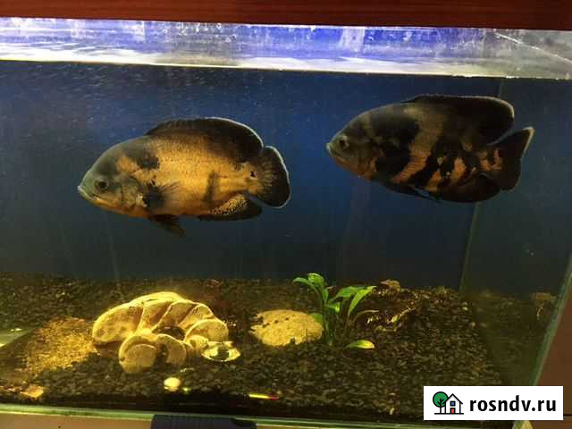 Пара Астронотусов 25+ Братск - изображение 1