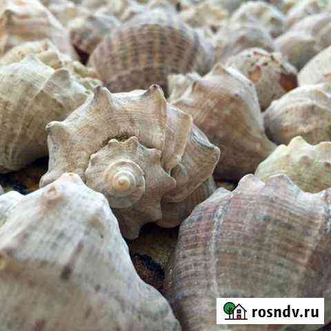 Ракушки черноморские (рапана) и сердцевидки Сочи