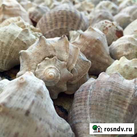 Ракушки черноморские (рапана) и сердцевидки Сочи - изображение 1