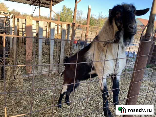 Альпийский козел Новолеушковская - изображение 1
