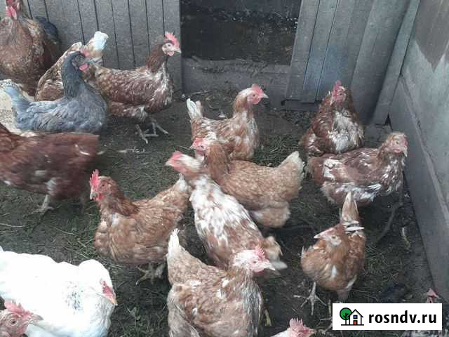 Куры несушки продам Нефтекамск - изображение 1