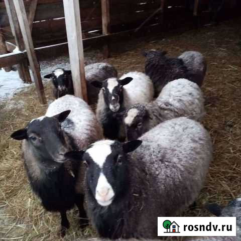 Бараны, овцы, ягнята Романовской породы Иркутск - изображение 1