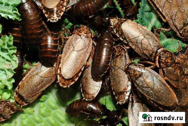 Кормовые туркменские, мраморные тараканы, сверчки Иркутск - изображение 1