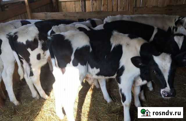 Бычки Пугачев - изображение 1