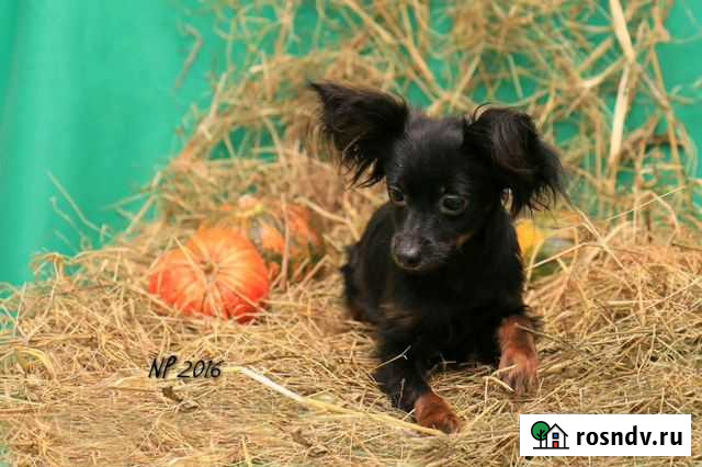 Жених Санкт-Петербург - изображение 1