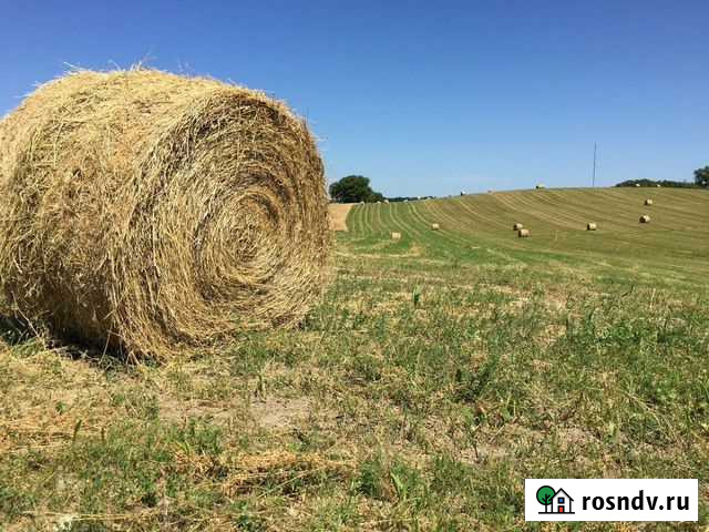 Продам сено 1000 тюк 350кг Белово - изображение 1