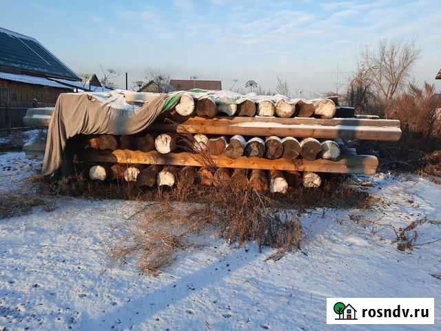 Кедр оцилиндрованный Майма - изображение 1