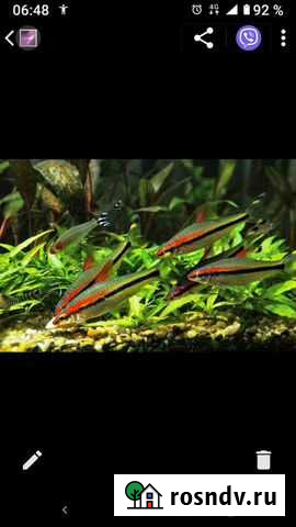 Барбус Денисони Пермь - изображение 1