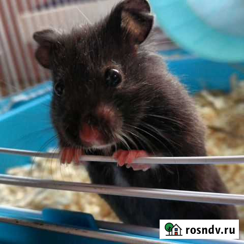 Сирийский хомяк с клеткой Нерехта - изображение 1