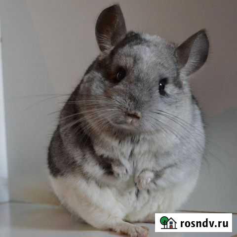 Шиншилла Иркутск - изображение 1