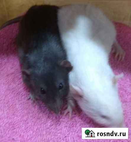 Малыши крысята Дамбо на подарки Хабаровск - изображение 1