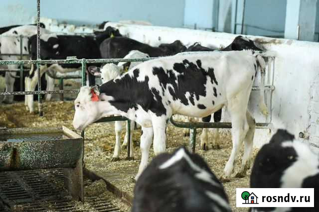 Телята. Бычки Степное - изображение 1