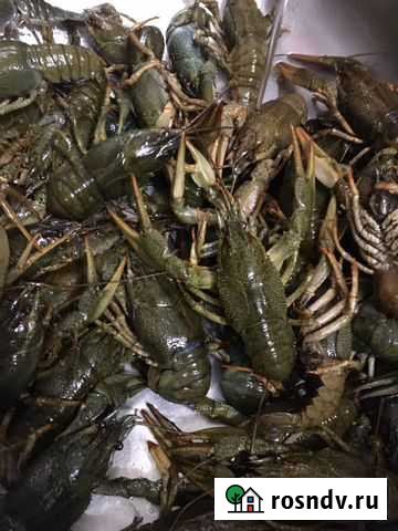 Раки Кострома, Крабы, Креветки,Икра красная, Мидии Кострома - изображение 1