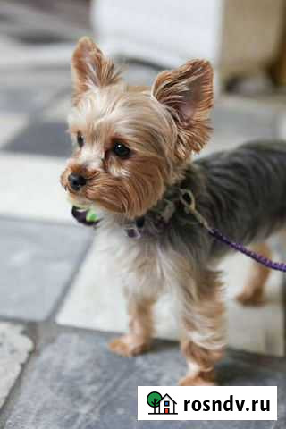 Передержка миниатюрных собак Тюмень - изображение 1