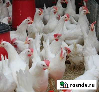 Куры несушки Белгород - изображение 1