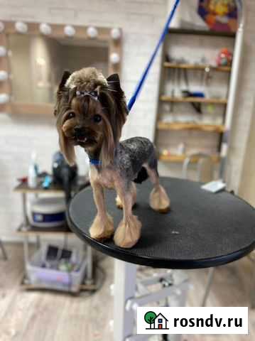 Стрижка собак и кошек Нефтекамск - изображение 1