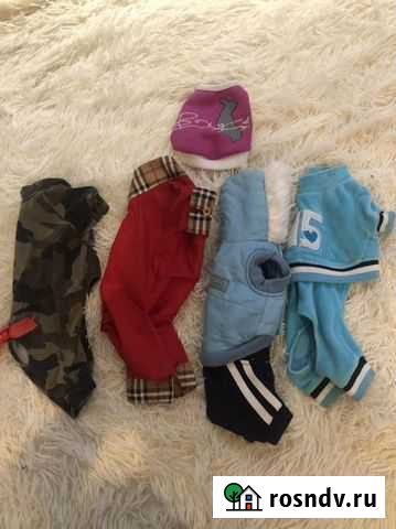 Одежда для собак мелких пород Красногорск - изображение 1