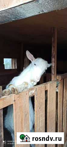 Вязка козёл-красавчег Сысерть - изображение 1
