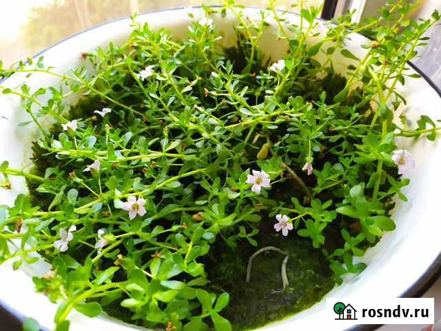 Продам или поменяю Бакопа мелколистная Симферополь - изображение 1