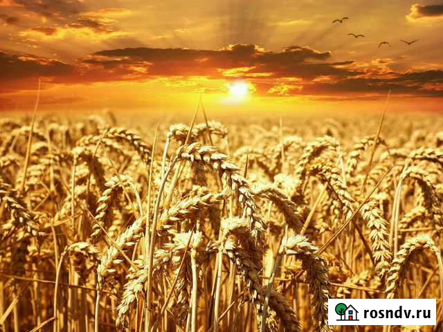 Комбикорм,отруби,зерно(пшеница,ячмень,овёс) Нижнекамск - изображение 1