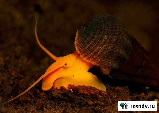 Тиломелании (детишки) Пушкино - изображение 1