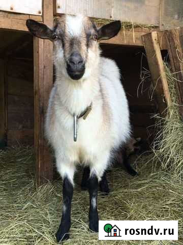 Альпийские дойные козы Бузулук - изображение 1