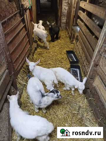 Козлята Уфа - изображение 1