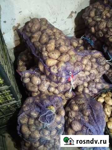 Картофель и яблоки Тимашевск - изображение 1