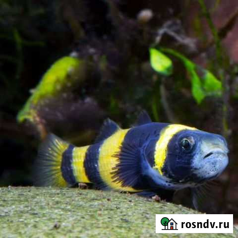 Самые красивые рыбки здесь Батайск - изображение 1