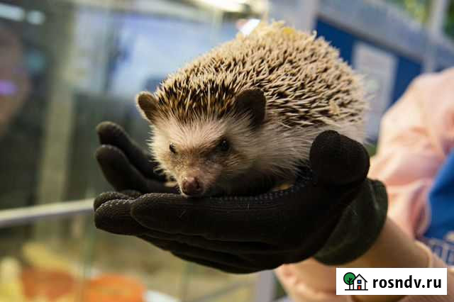 Африканский ежик Ростов-на-Дону - изображение 1