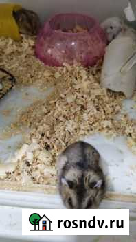 Хомяки джунгарские, сирийские Омск - изображение 1