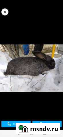 Кролик Отрадный - изображение 1